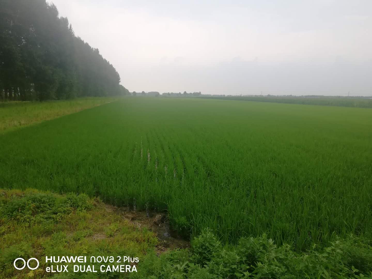 修复水稻田土壤污染