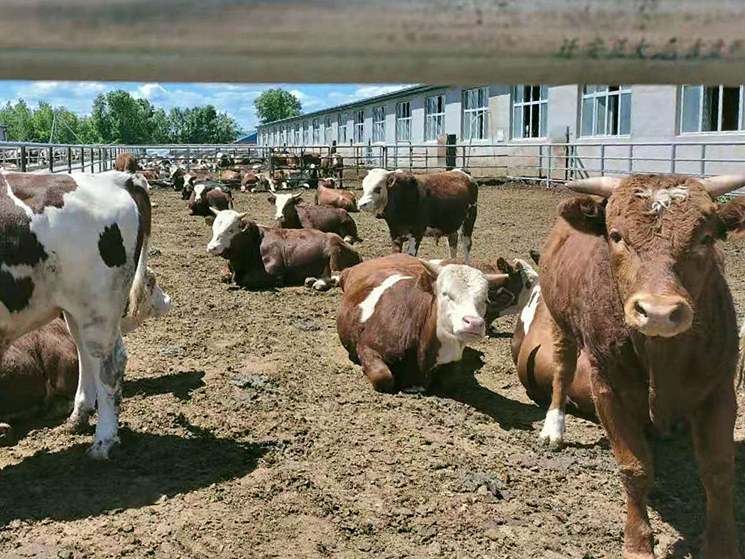 肉牛养殖的综合应用方案