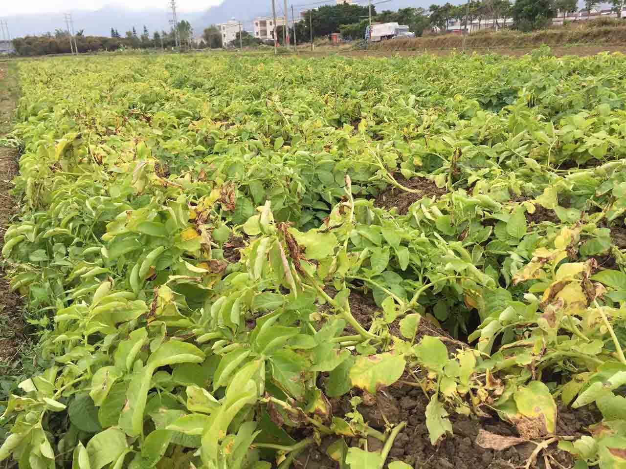 关于推进土壤改良修复工程，全面提升耕地质量的建议
