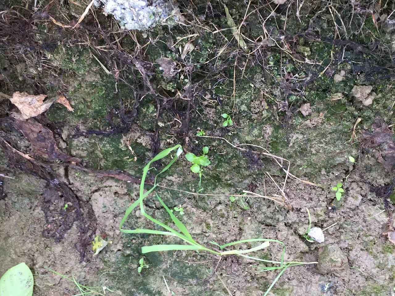 土壤酸化严重 代表呼吁尽快开展第三次土壤普查