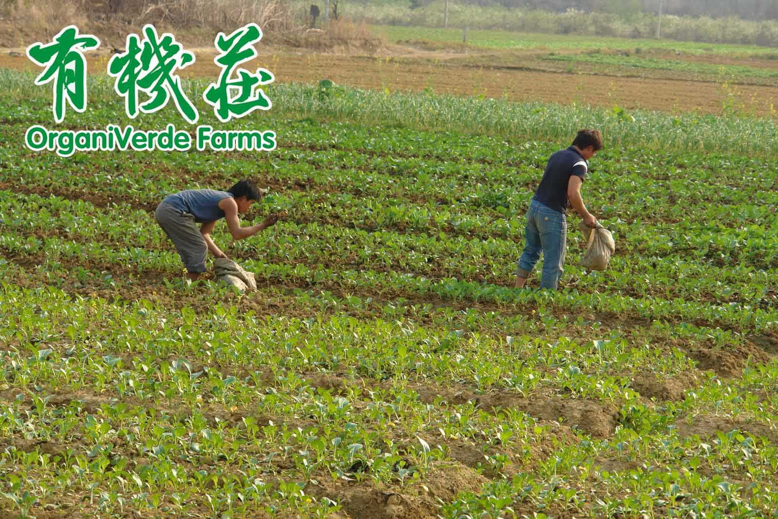 新型土壤改良技术研发成功将实施产业化