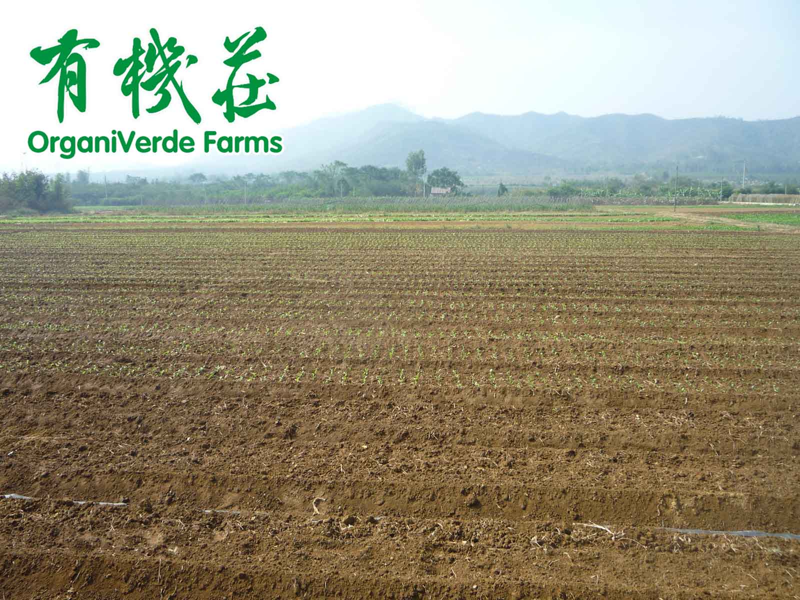 有机蔬菜允许使用的肥料