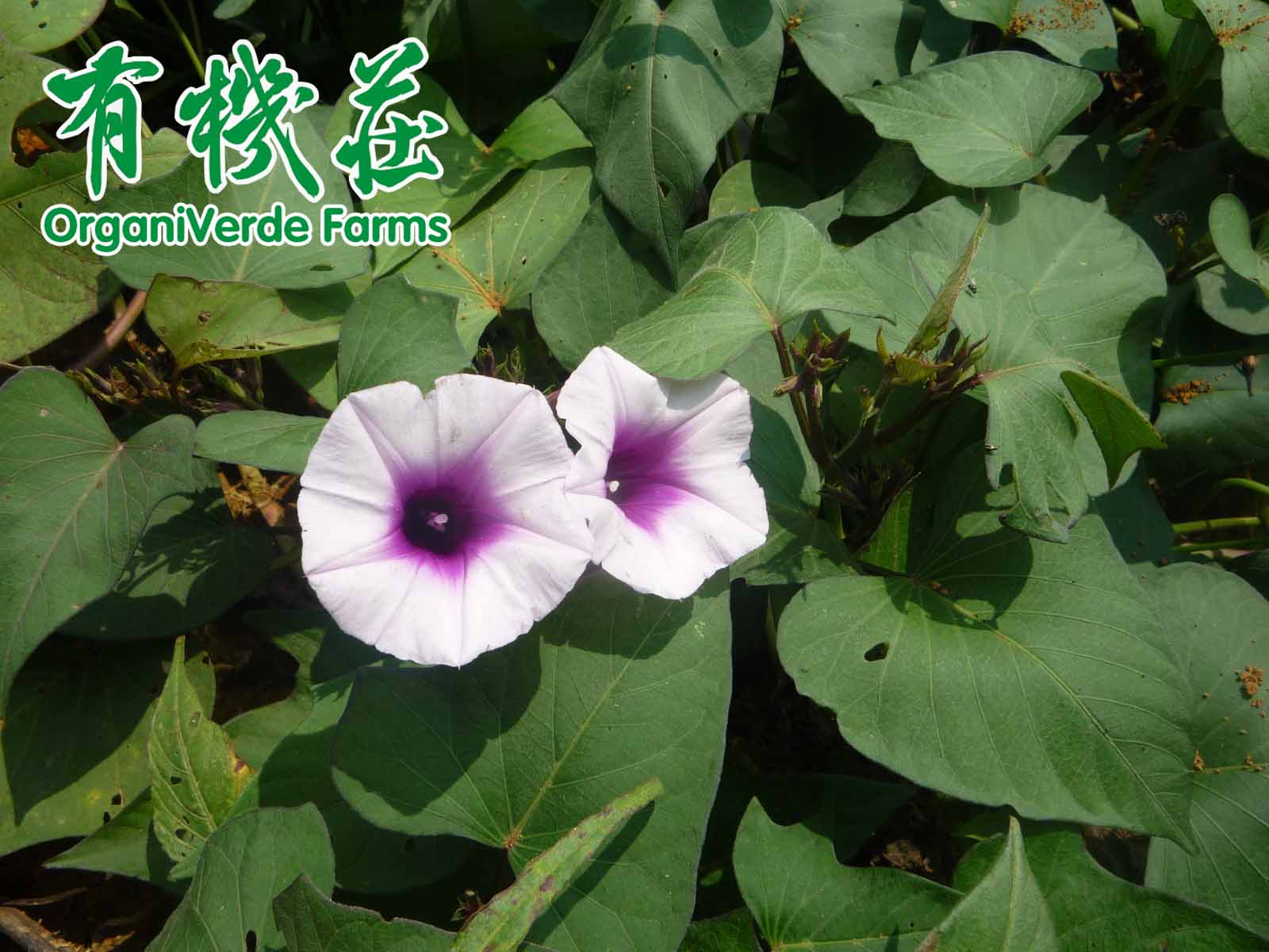 有机食品判断标准和检测技术