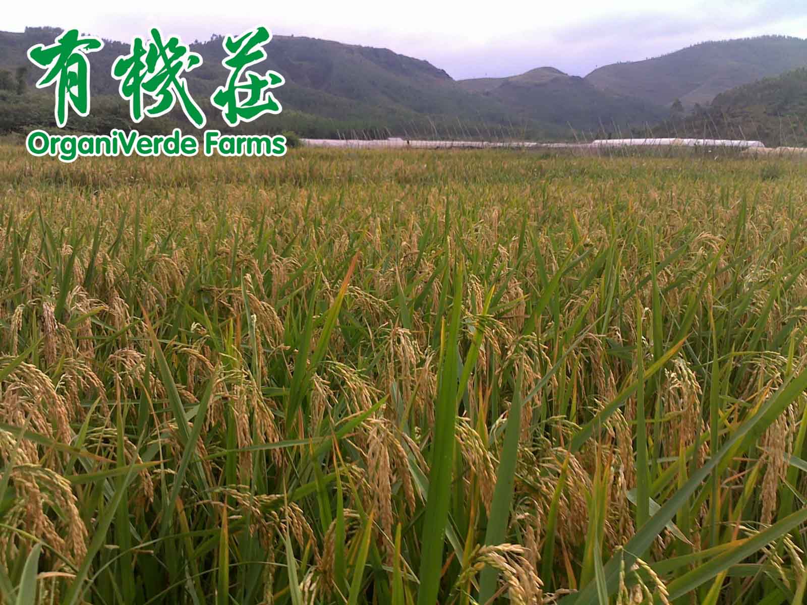 帮农民尽快熟悉生物农药