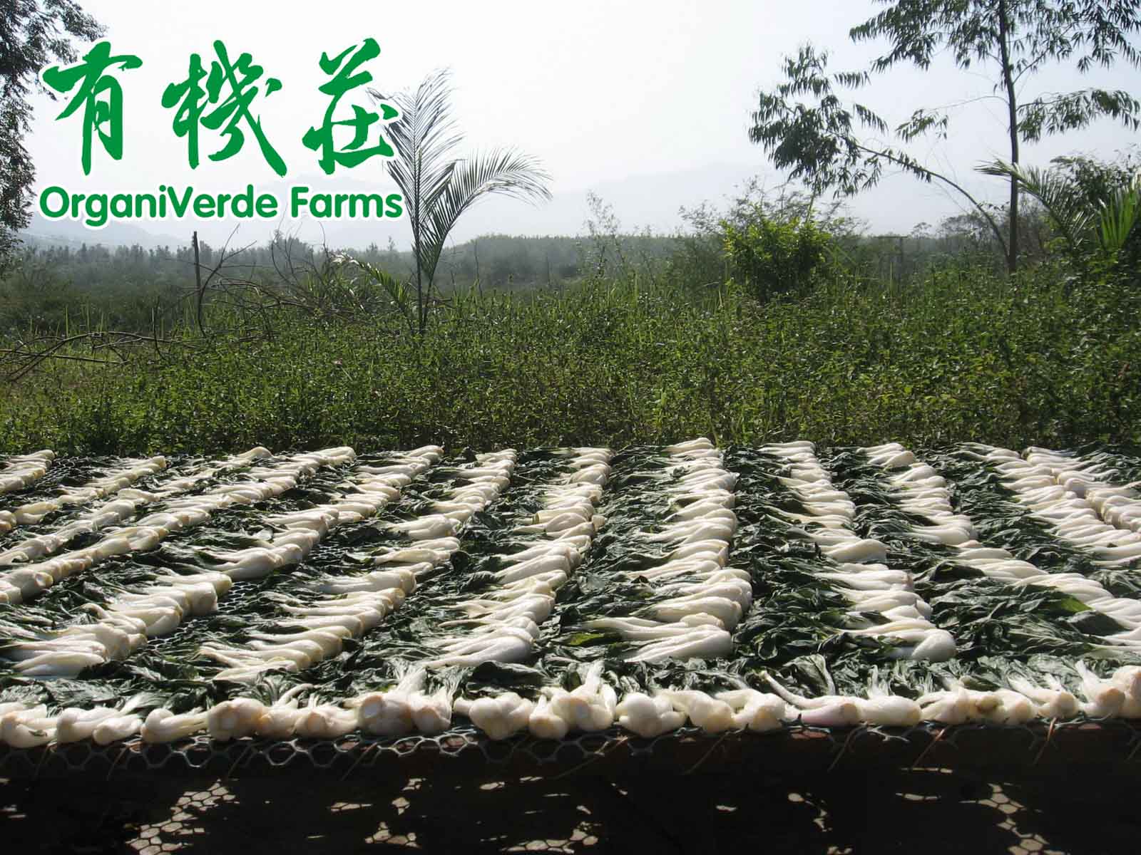 有机蔬菜投资难题