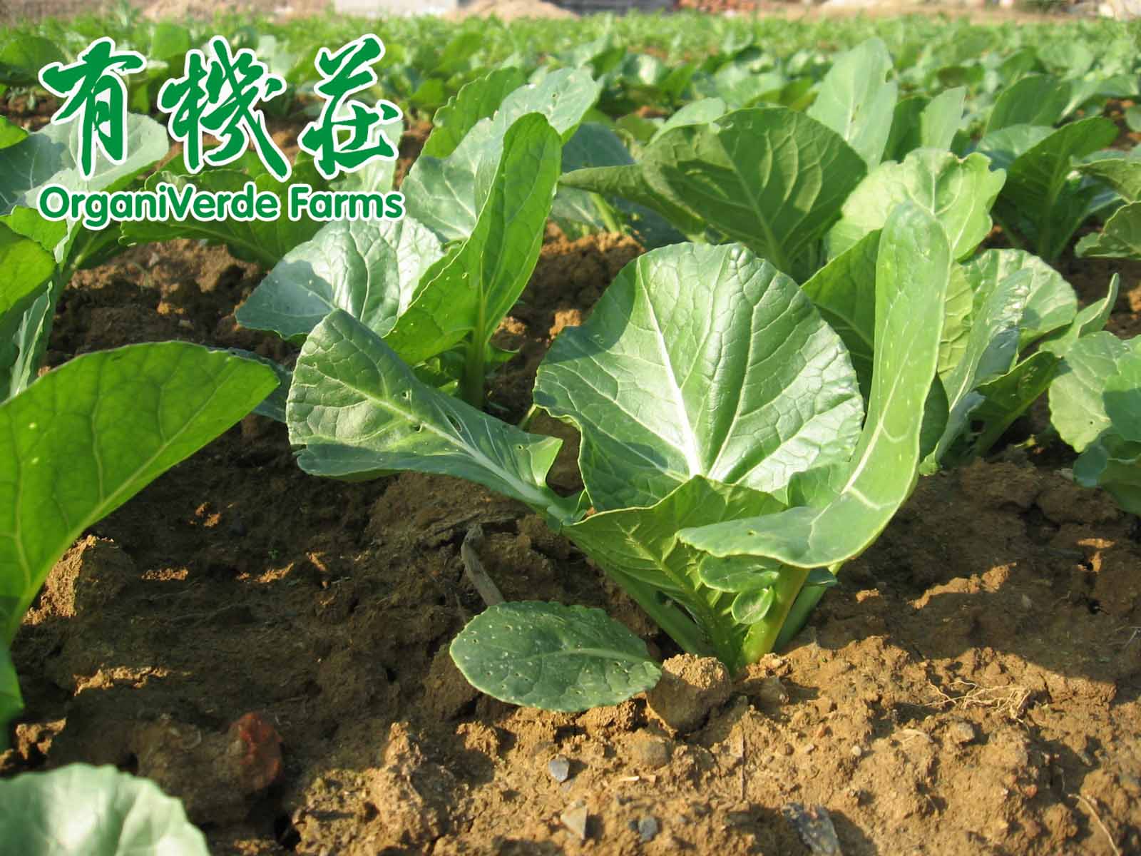 支持有机农业的10大理由