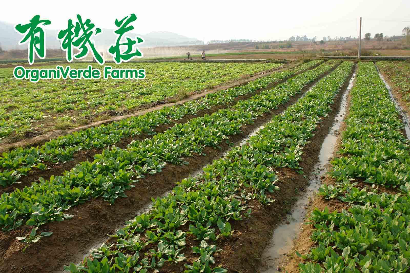 有机农业能养活世界的10个理由