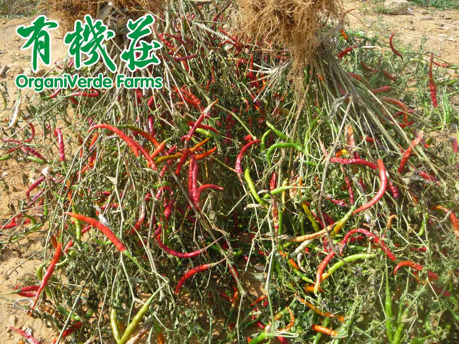 有机的另类探索