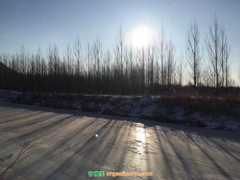 Bio1One 应用在北方暖棚土壤改良及生物堆肥