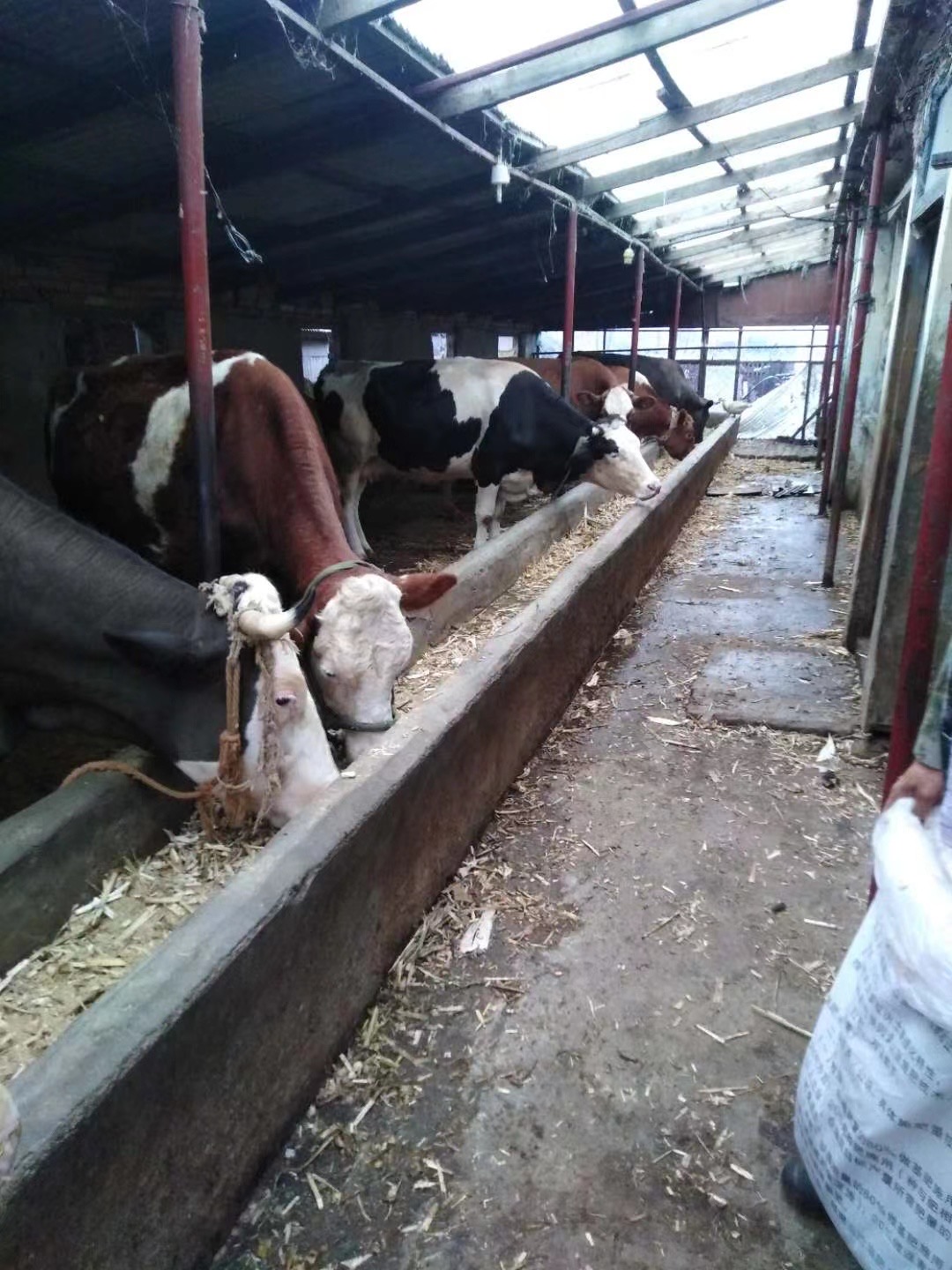 IMG_1083(20210818-165549).JPG IMG_1083(20210818-165549).JPG