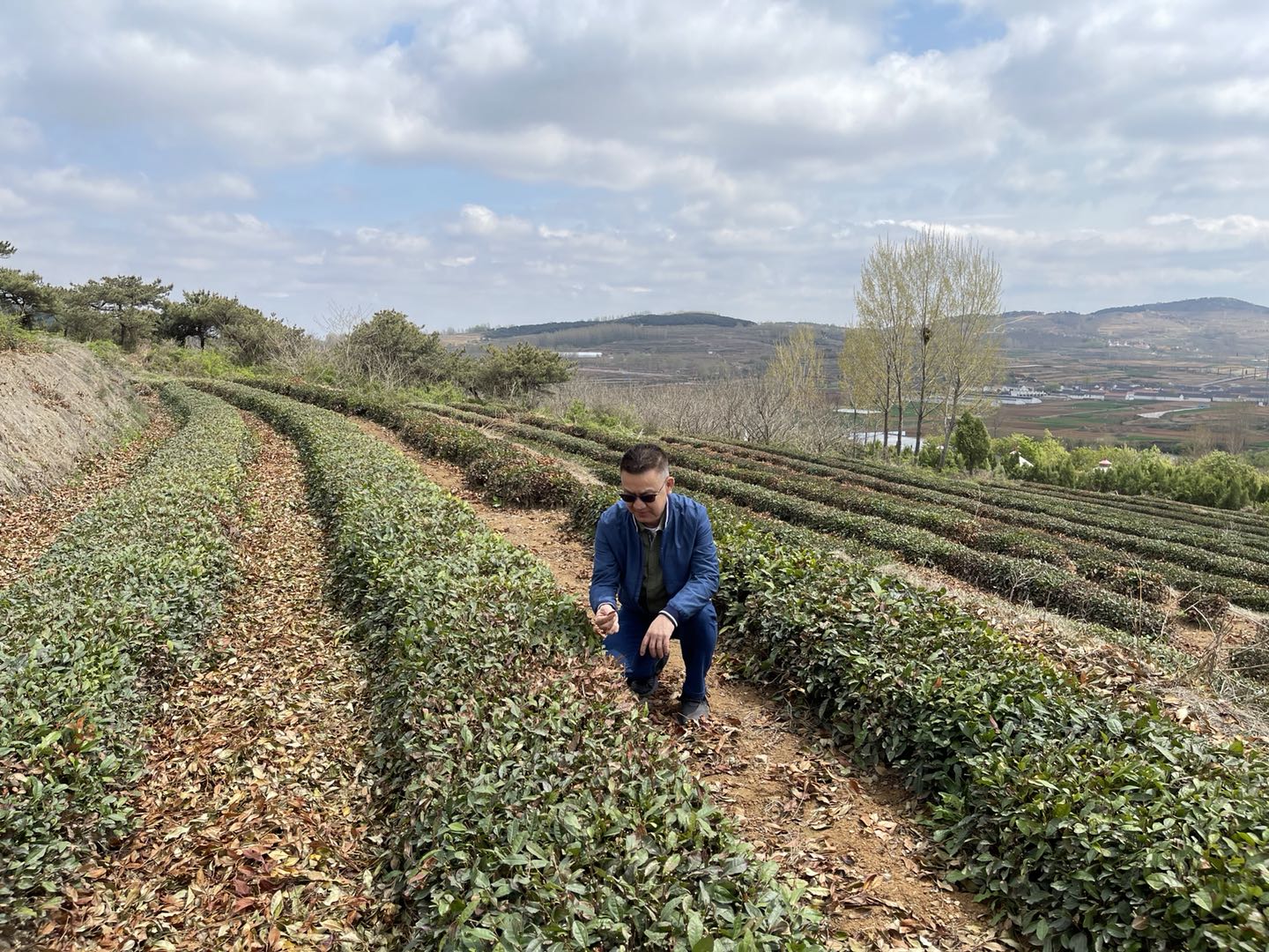 茶叶5.jpg 茶叶5.jpg