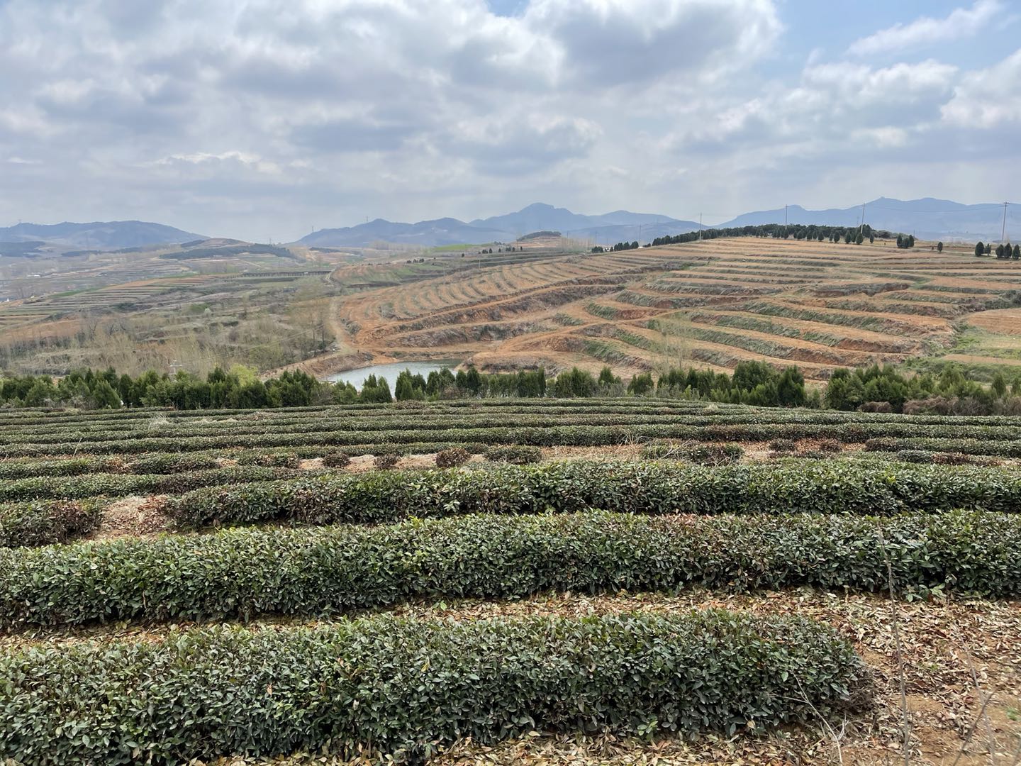 茶叶6.jpg 茶叶6.jpg